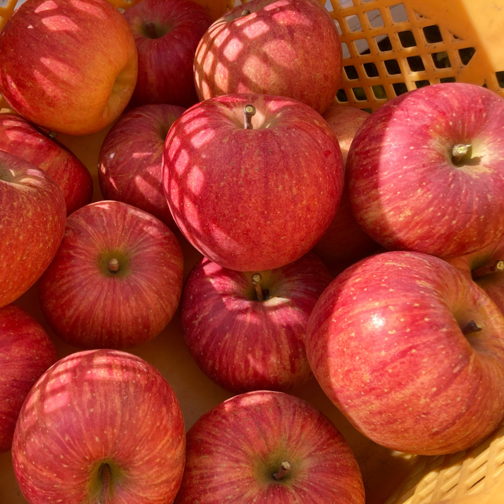 画像に alt 属性が指定されていません。ファイル名: CVDG6979-1024x1024.jpg