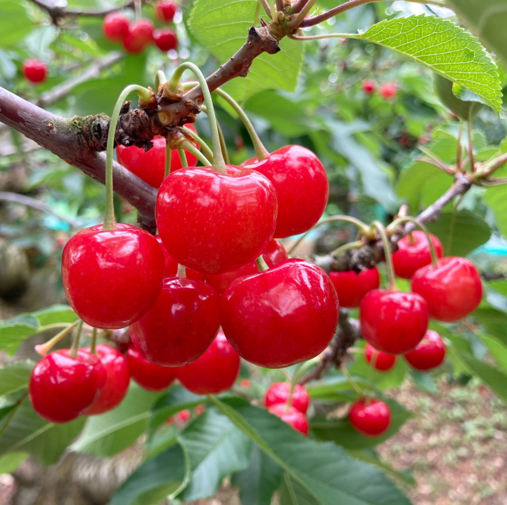 2022 山形のさくらんぼ！最盛期到来！ただ今収穫真っ只中です